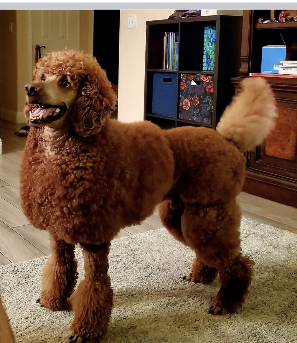 light brown standard poodle